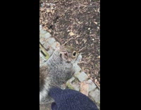 Girl wearing blue gloves pets squirrel 