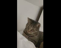 Pet cat pupil on eyes enlarges when excited