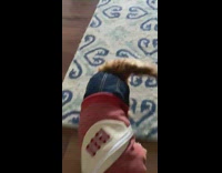 Playful Dog in Clothes Chases After Submitter 