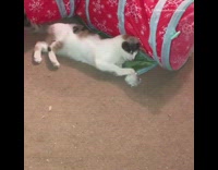 Kitten playing with toy falls on side 