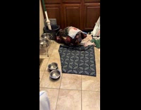 Collab Clips MPUGC - Dog caught going through its dog food sack