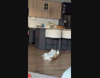 Corgi dog lay on back on floor barks