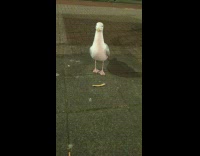 Collab Clips MPUGC - Seagull dislikes chip