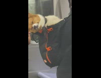 Man ride subway dog asleep on bag
