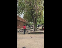 girl runs through pigeons fly away