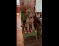 Pet dog sits on the green chair