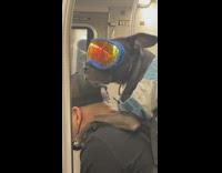 Dog wears jacket and goggles on train 