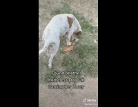 Stray dog excited around the filmer that named her Lacey