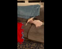 Dog rolls on the couch after bath