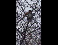 Squirrel climbs up tree branches with pizza