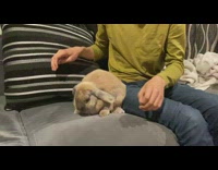 Rabbit scratch sofa after owner raise its legs