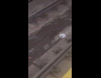Rat dragging trashed takeout on subway train track