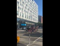 Horse pulls 2 guys on a carriage 