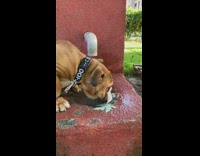 Bulldog puppy dog black collar drinks water 