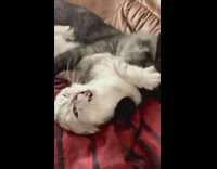 Two kittens play wrestle red black blanket