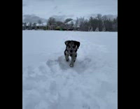 Dog run on snow slow motion overcast