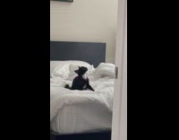 Kitten trying to fight ceiling fan