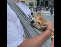 Girl carries brown shiba dog in bag 