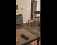 small brown dog in pink diapers jumps her legs in the air while walking 