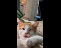 Orange cat on bed with open pulsing mouth