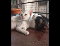 Collab PLC - Pet cat lie down beside rescued cat