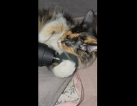 Cat loves playing with massage gun