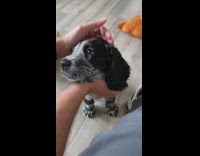 Puppy gets pet on the head