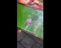 Bands music goes well with dancing dog video