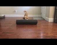 Brown white dog unrolls black yoga mat