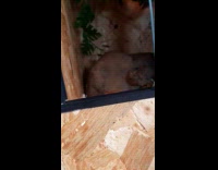 Woman boops face of snake in terrarium