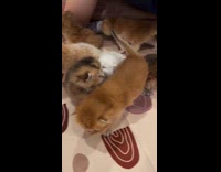 Submitter shows tiny cute kitten on bed