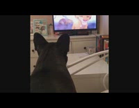 (3RD PARTY CONTENT) Black french bulldog dog barks lion king