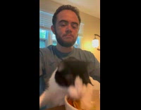 Collab Clips mpugc - Cat reaches for mans meal