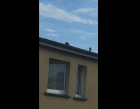 Two pigeons mate on neighbors house roof