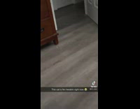 Orange cat stands up walks other way 