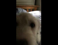 White puppy dog blue collar bed girl 