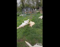 Collab BitchIG2 - Dog gets massage from geese