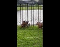 Baby sandhill crane attacks dogs