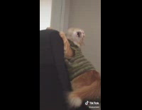 Cat green sweater jumps black chair meows 