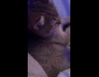 Kitten lays on bed stares at owner