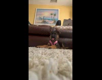 Small brown and black puppy on floor pink vest