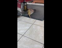 Bearded dragon crawls under the barber chair