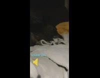 Black white pitbull dog reacts to chocolate 