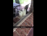 Collab PLC - Two cat beside window stares at fly