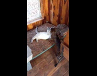 Gray cat play fight with brown dog