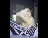 White cat remove rabbit ears on head