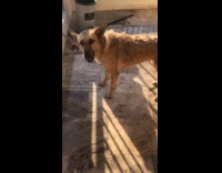 Wet dog on leash shake dry itself