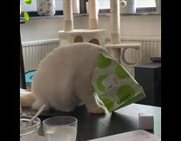 Cat gets head stuck in green bag