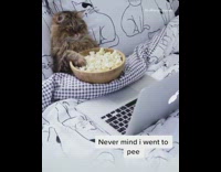 Brown cat in bed popcorn movie laptop 
