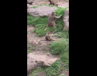 Small monkey plays with big monkey roll over